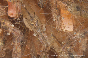 Come Together! I saw a huge number of shrimp (mating seas... by Morten Bjorn Larsen 